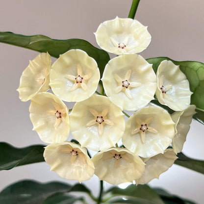 Hoya campanulata is a rare and elegant epiphytic Hoya native to western Malesia, including Borneo, Java, Malaya, and Sumatra, where it grows in wet tropical forests. It develops slender climbing stems with attractive, fleshy green leaves and produces distinctive bell-shaped, waxy flowers, which give the species its name.