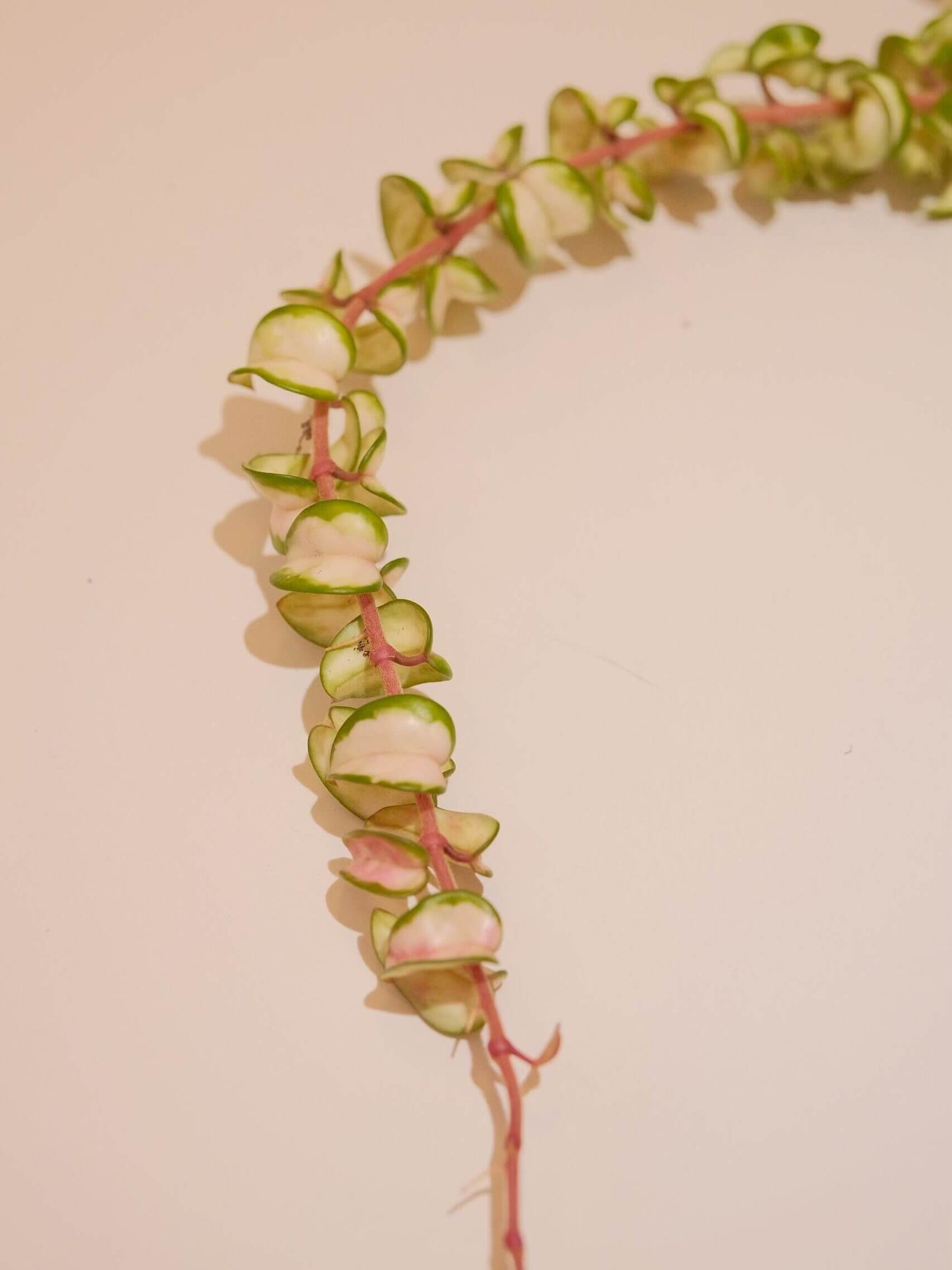 Hoya Compacta Inner Variegated ‘Mauna Loa’ is a variegated form of Hoya carnosa compacta (commonly known as “Hindu Rope”), featuring inner variegation with lighter centers — white, cream, or yellow — surrounded by darker green margins.