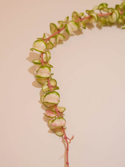 Hoya Compacta Inner Variegated ‘Mauna Loa’ is a variegated form of Hoya carnosa compacta (commonly known as “Hindu Rope”), featuring inner variegation with lighter centers — white, cream, or yellow — surrounded by darker green margins.