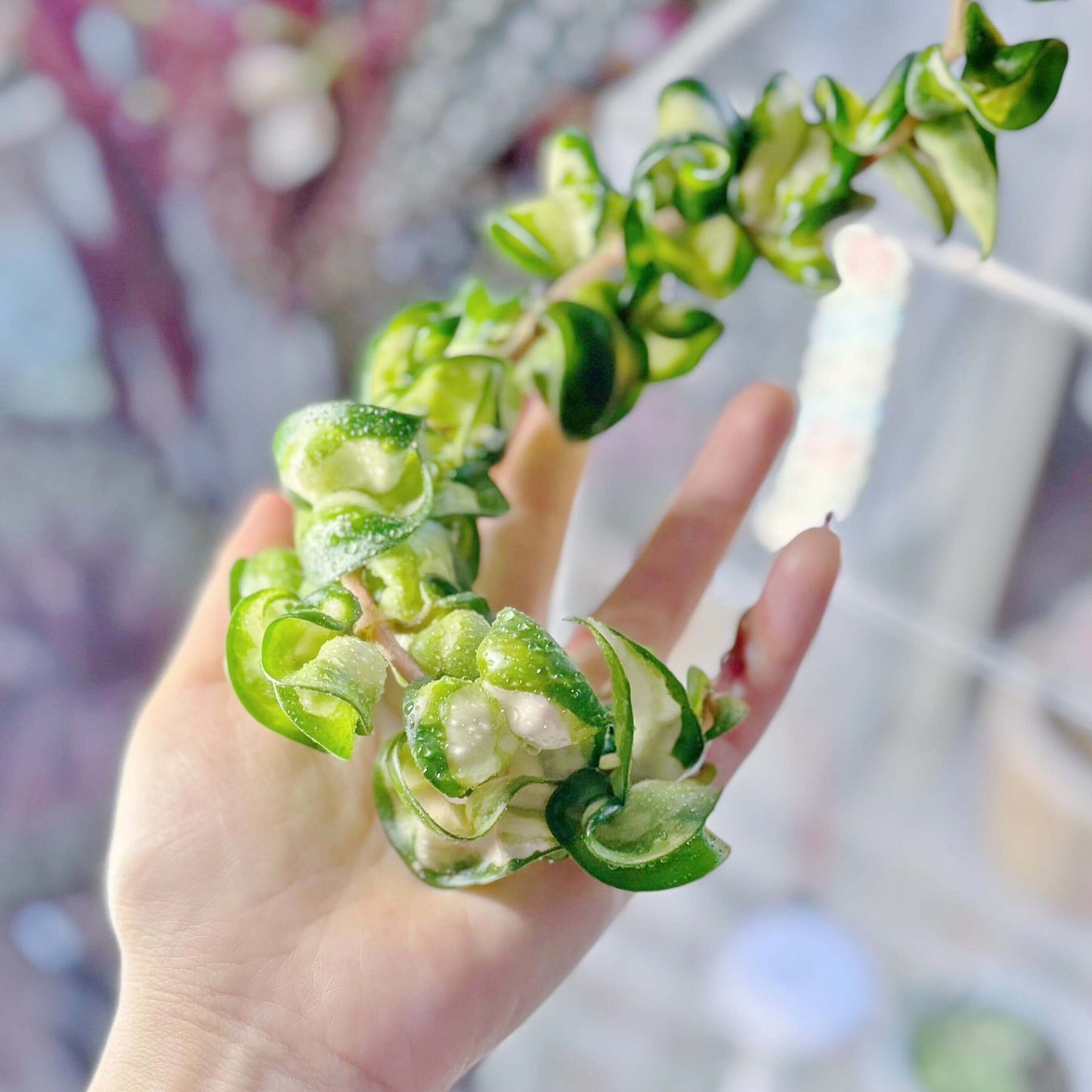 Hoya Compacta Inner Variegated ‘Mauna Loa’ is a variegated form of Hoya carnosa compacta (commonly known as “Hindu Rope”), featuring inner variegation with lighter centers — white, cream, or yellow — surrounded by darker green margins.