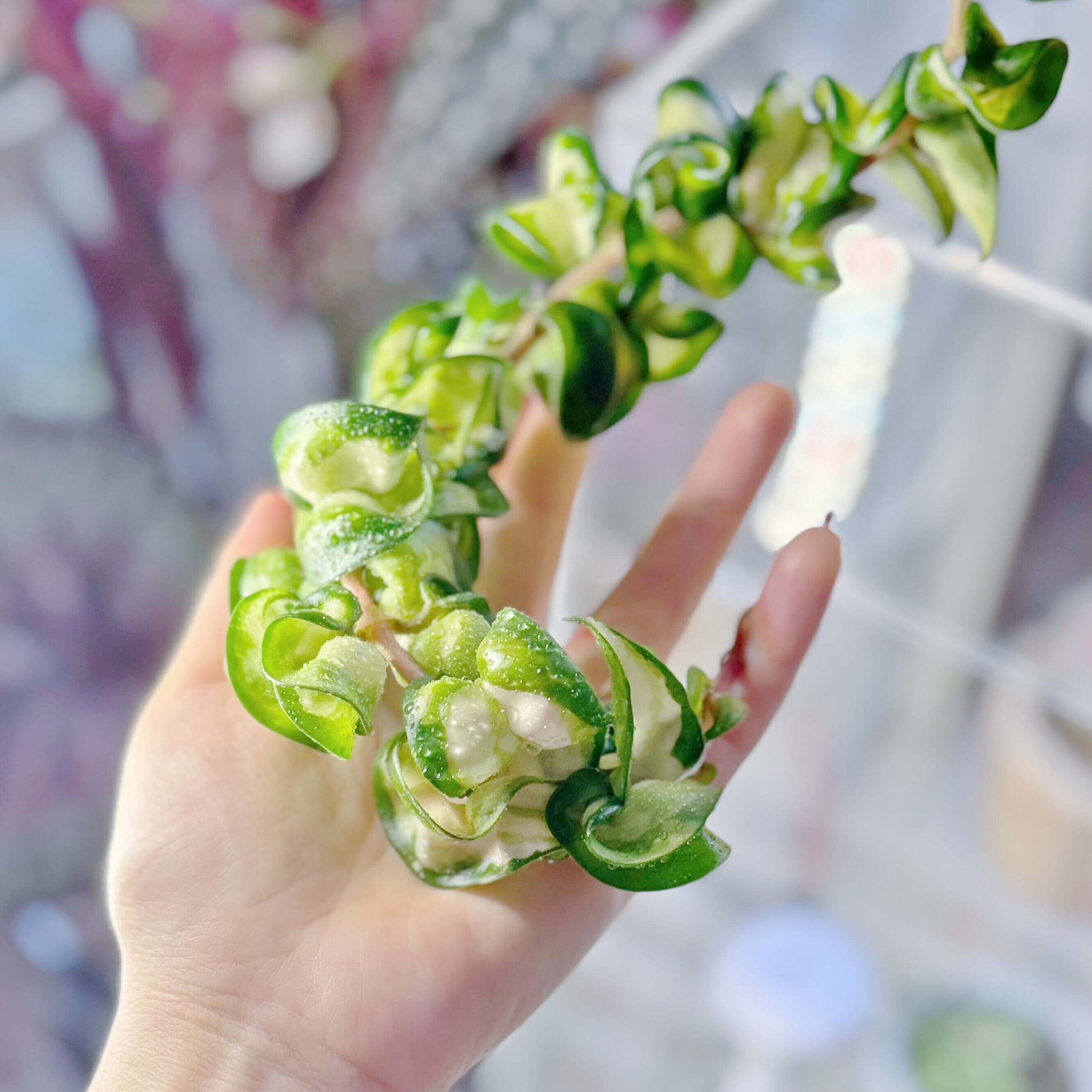 Hoya Compacta Inner Variegated ‘Mauna Loa’ is a variegated form of Hoya carnosa compacta (commonly known as “Hindu Rope”), featuring inner variegation with lighter centers — white, cream, or yellow — surrounded by darker green margins.