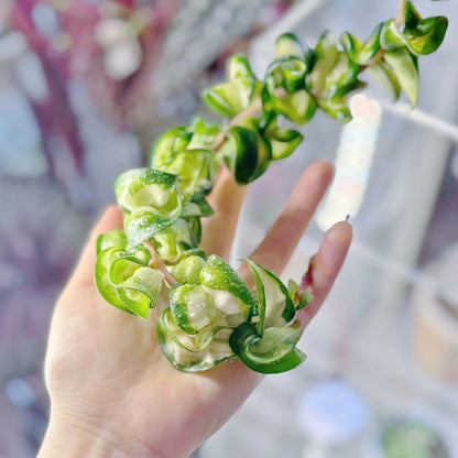 Hoya Compacta Inner Variegated ‘Mauna Loa’ is a variegated form of Hoya carnosa compacta (commonly known as “Hindu Rope”), featuring inner variegation with lighter centers — white, cream, or yellow — surrounded by darker green margins.