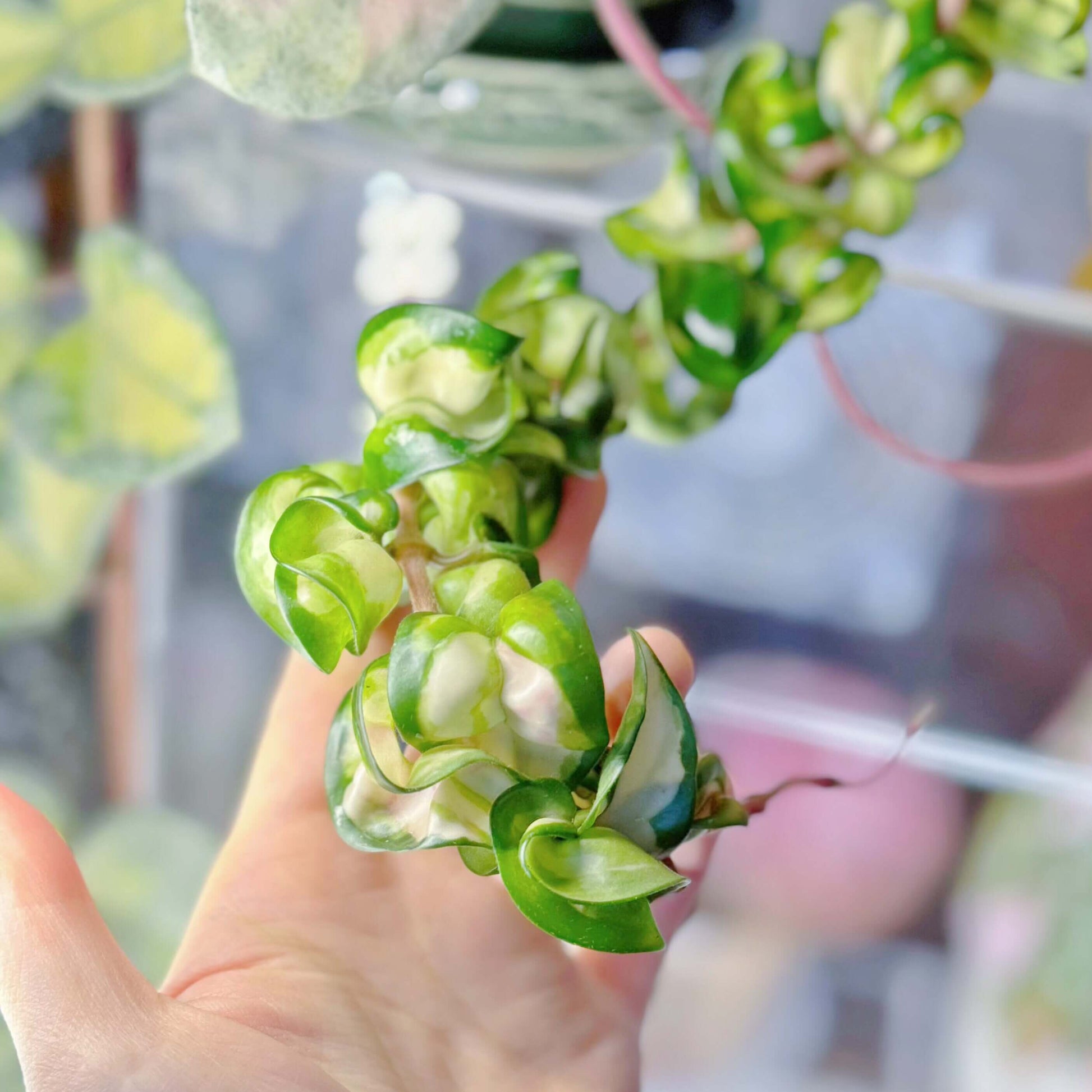 Hoya Compacta Inner Variegated ‘Mauna Loa’ is a variegated form of Hoya carnosa compacta (commonly known as “Hindu Rope”), featuring inner variegation with lighter centers — white, cream, or yellow — surrounded by darker green margins.