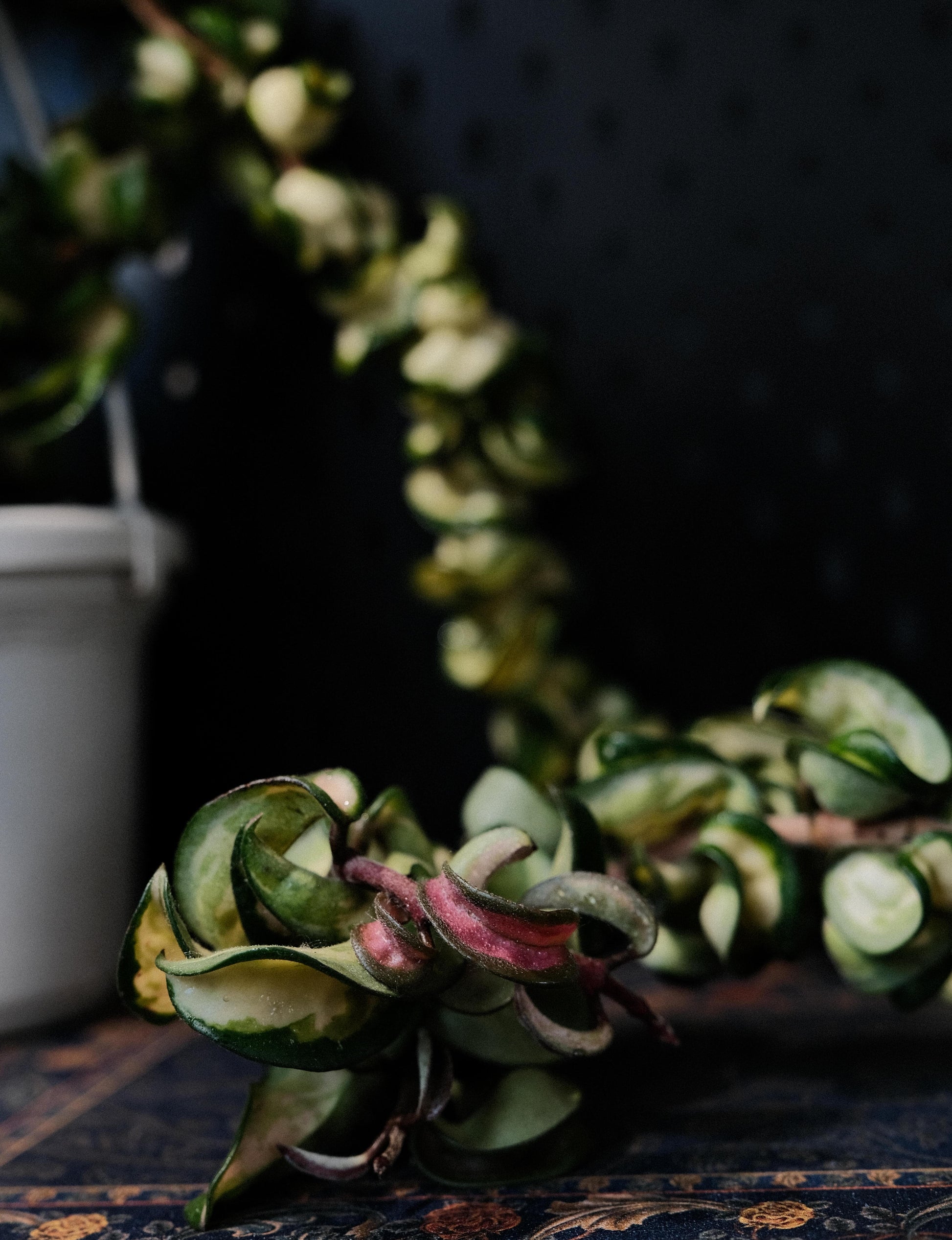 Hoya Compacta Inner Variegated ‘Mauna Loa’ is a variegated form of Hoya carnosa compacta (commonly known as “Hindu Rope”), featuring inner variegation with lighter centers — white, cream, or yellow — surrounded by darker green margins.