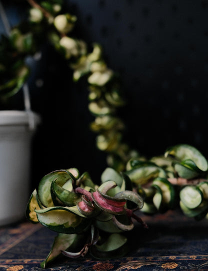 Hoya Compacta Inner Variegated ‘Mauna Loa’ is a variegated form of Hoya carnosa compacta (commonly known as “Hindu Rope”), featuring inner variegation with lighter centers — white, cream, or yellow — surrounded by darker green margins.