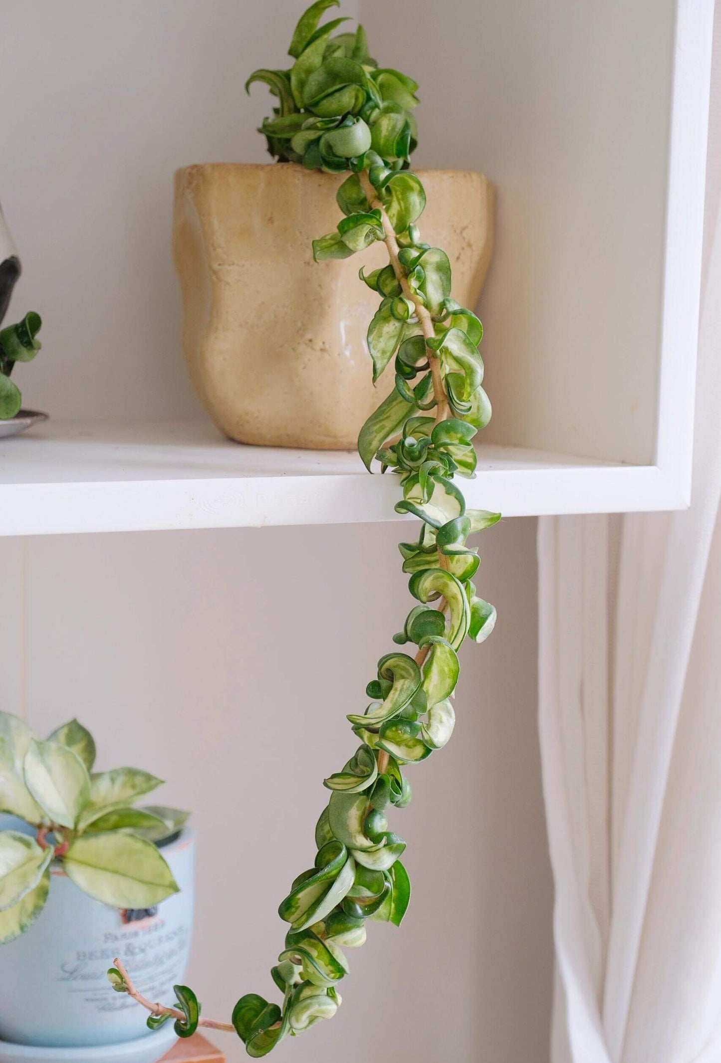 Hoya Compacta Inner Variegated ‘Mauna Loa’ is a variegated form of Hoya carnosa compacta (commonly known as “Hindu Rope”), featuring inner variegation with lighter centers — white, cream, or yellow — surrounded by darker green margins.