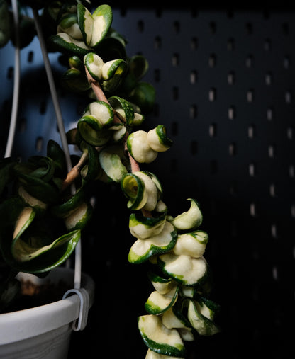 Hoya Compacta Inner Variegated ‘Mauna Loa’ is a variegated form of Hoya carnosa compacta (commonly known as “Hindu Rope”), featuring inner variegation with lighter centers — white, cream, or yellow — surrounded by darker green margins.