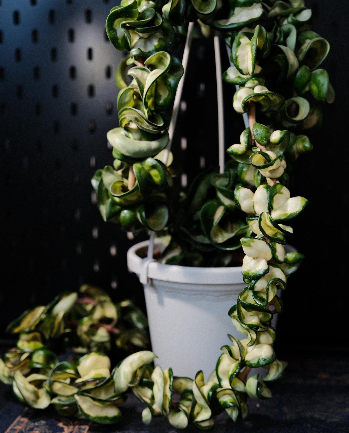 Hoya Compacta Inner Variegated ‘Mauna Loa’ is a variegated form of Hoya carnosa compacta (commonly known as “Hindu Rope”), featuring inner variegation with lighter centers — white, cream, or yellow — surrounded by darker green margins.
