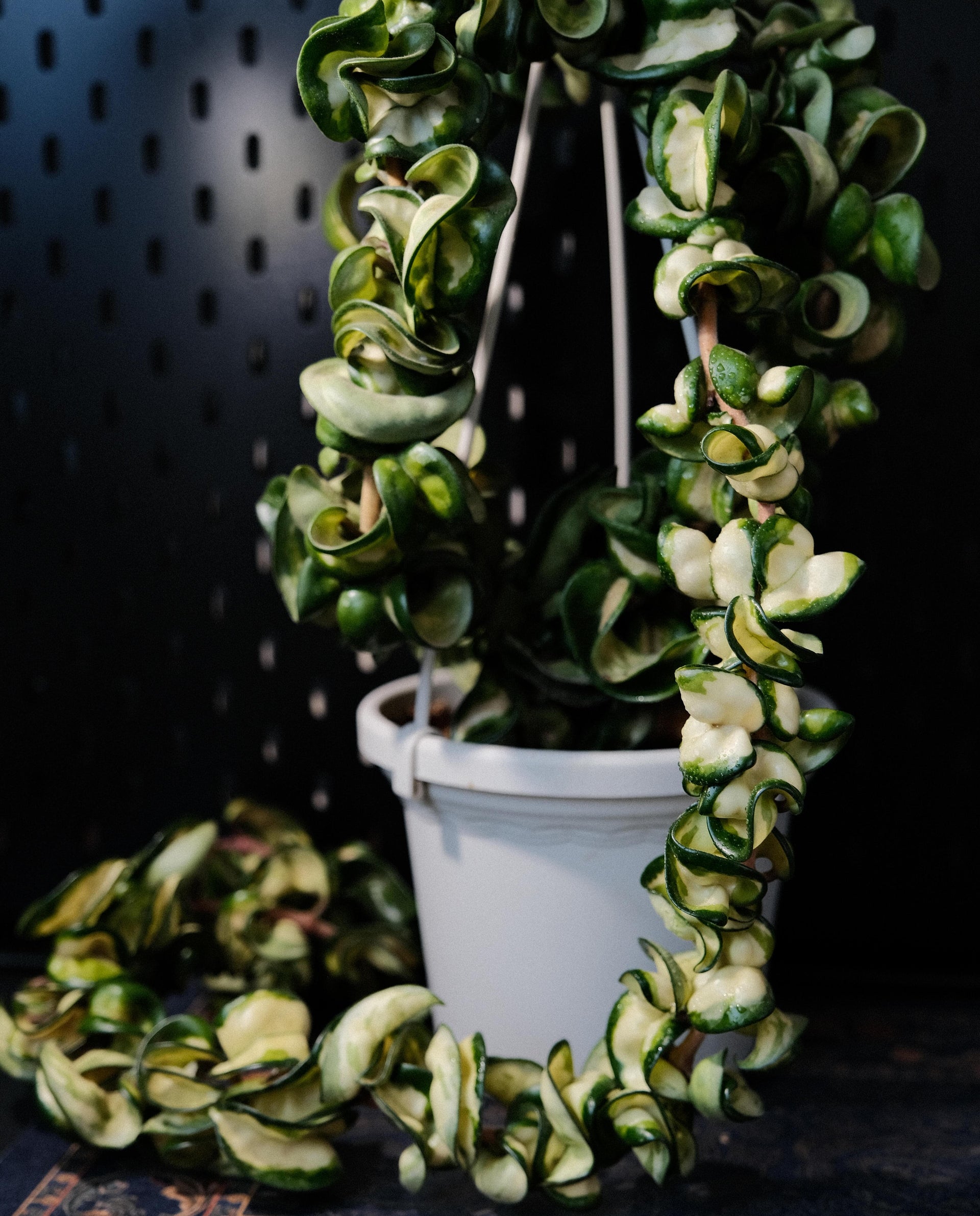 Hoya Compacta Inner Variegated 'Mauna Loa' for Sale – Begin With Plants