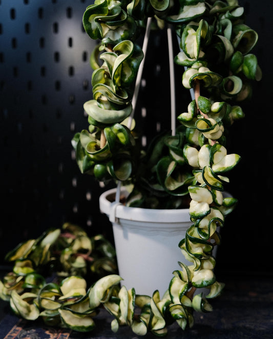 Hoya Compacta Inner Variegated ‘Mauna Loa’ is a variegated form of Hoya carnosa compacta (commonly known as “Hindu Rope”), featuring inner variegation with lighter centers — white, cream, or yellow — surrounded by darker green margins.