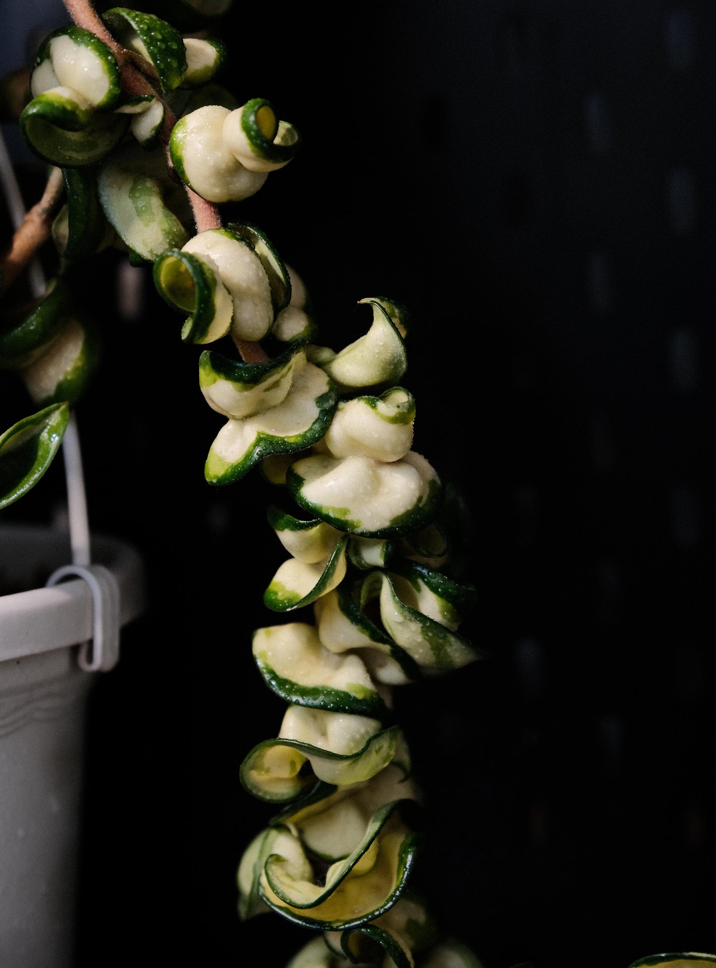 Hoya Compacta Inner Variegated ‘Mauna Loa’ is a variegated form of Hoya carnosa compacta (commonly known as “Hindu Rope”), featuring inner variegation with lighter centers — white, cream, or yellow — surrounded by darker green margins.