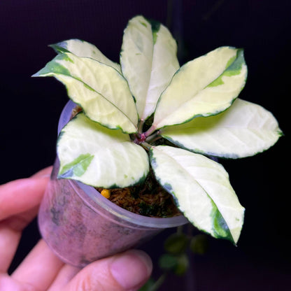 Hoya crassipetiolata Variegated is a rare and visually striking variety of Hoya crassipetiolata, featuring inner variegation with cream or yellow centers and green leaf margins.
