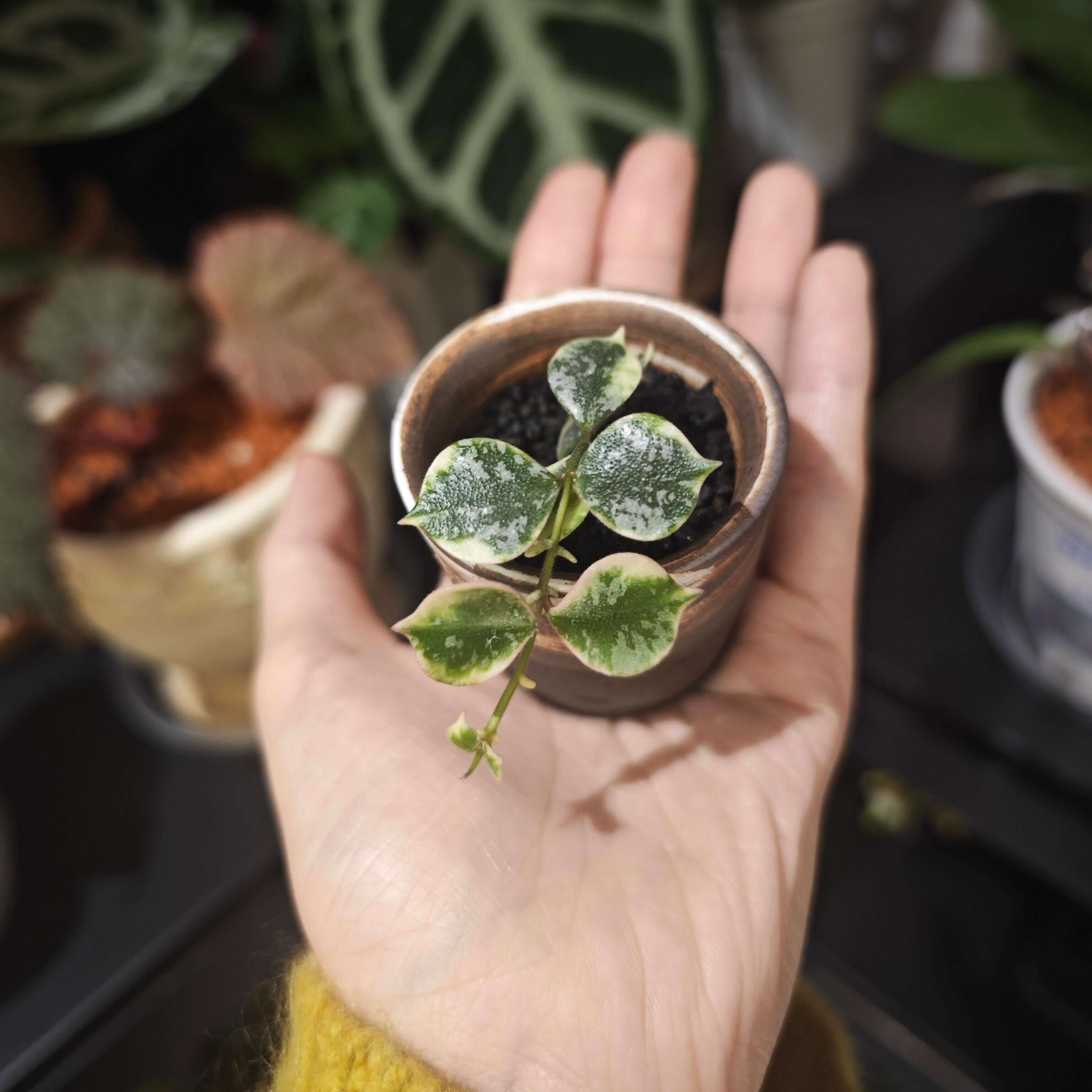 Hoya Curtisii Outer Variegated Albomarginata for Sale – Begin With