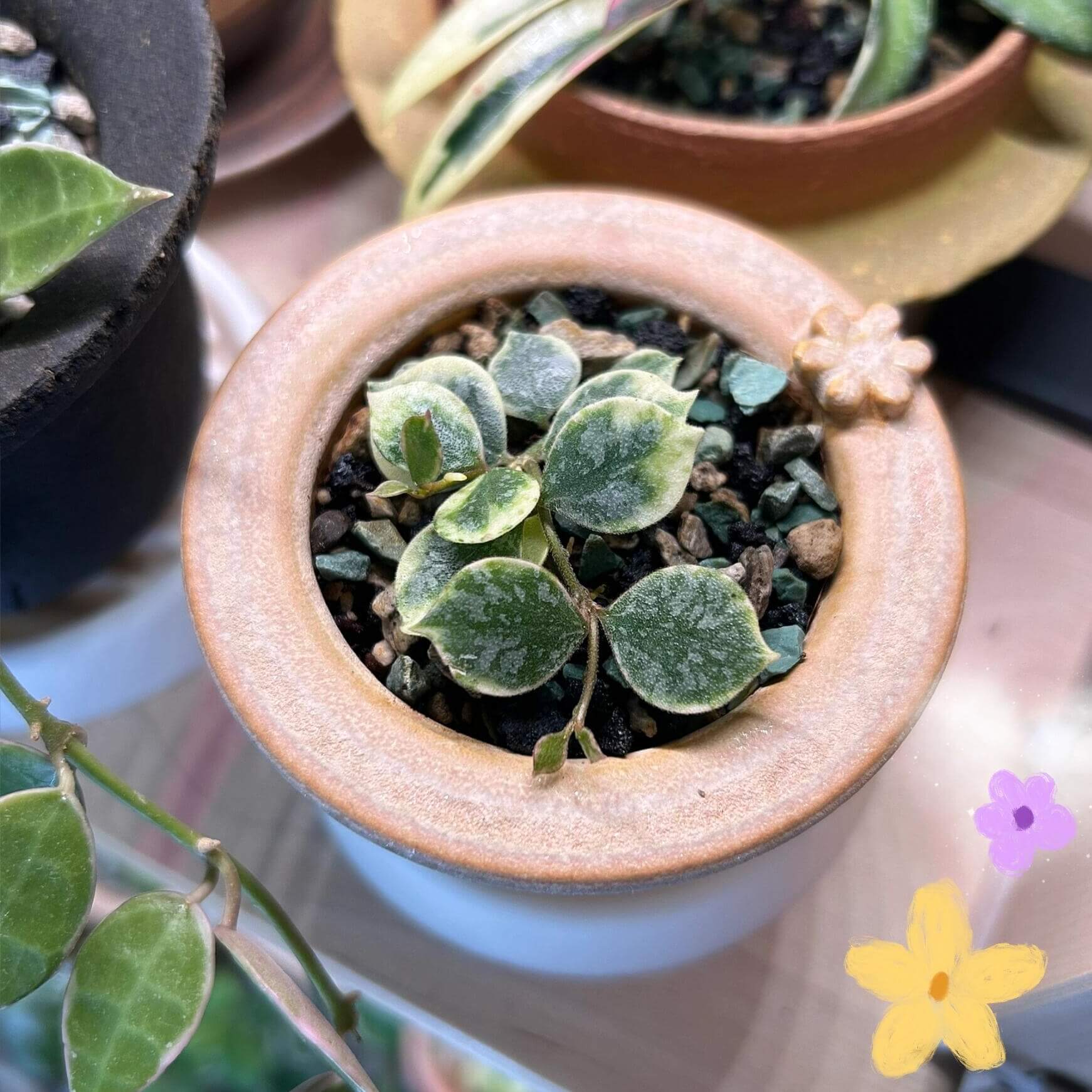 Hoya Curtisii Outer Variegated Albomarginata for Sale – Begin With
