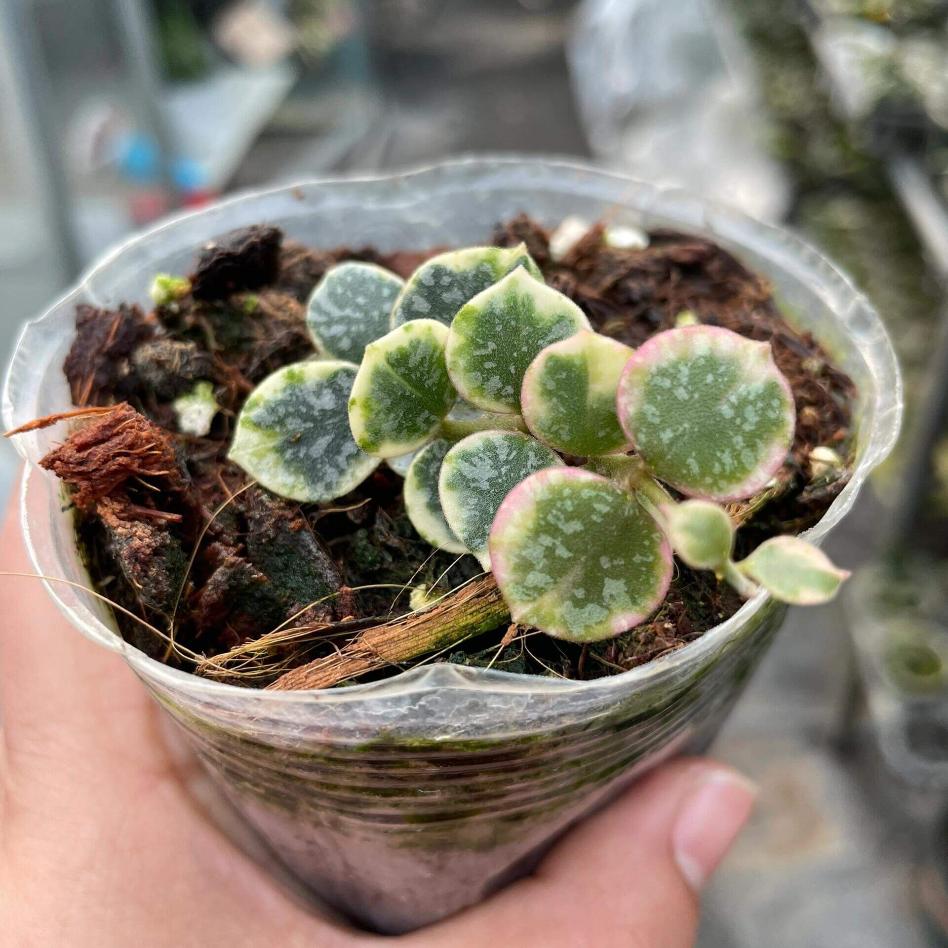 Hoya Curtisii Outer Variegated Albomarginata for Sale – Begin With