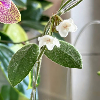 Hoya Edamame is a rare, small-leaf trailing Hoya species distinguished by its green, oblong leaves with an attractive leaf surface splash, covered in a fine velvety texture resembling young edamame beans — which is how it gets its informal name.