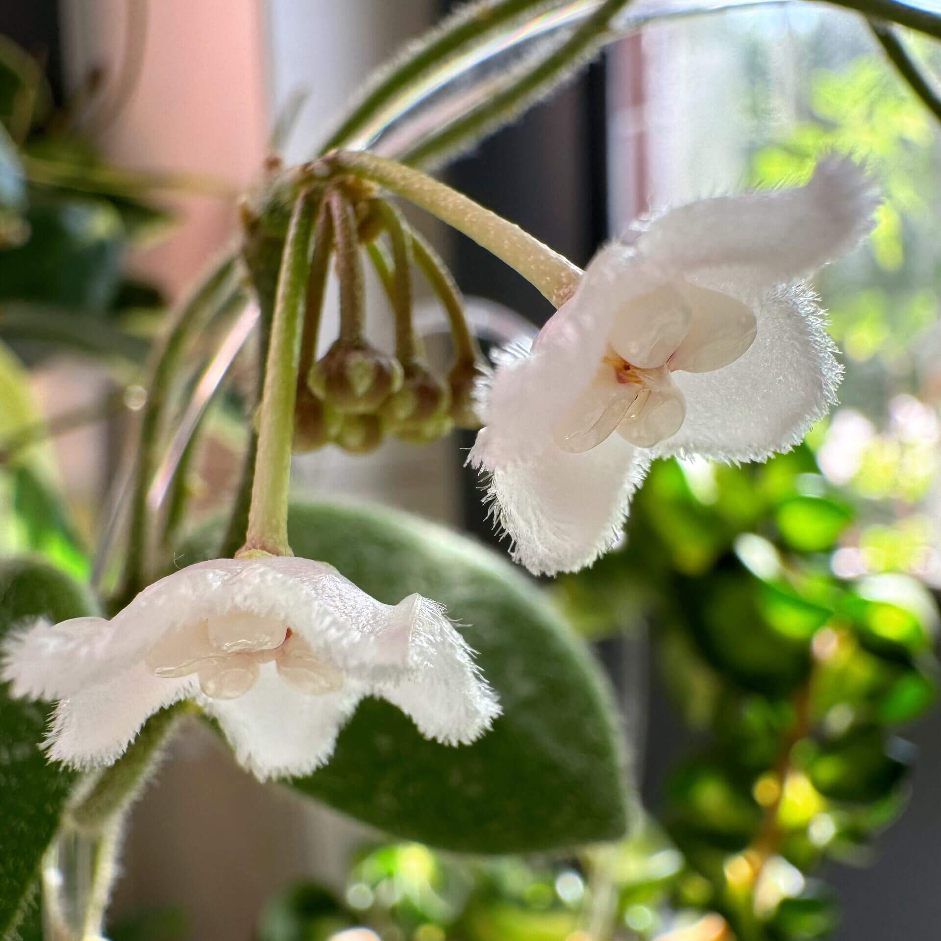 Hoya Edamame for Sale – Begin With Plants