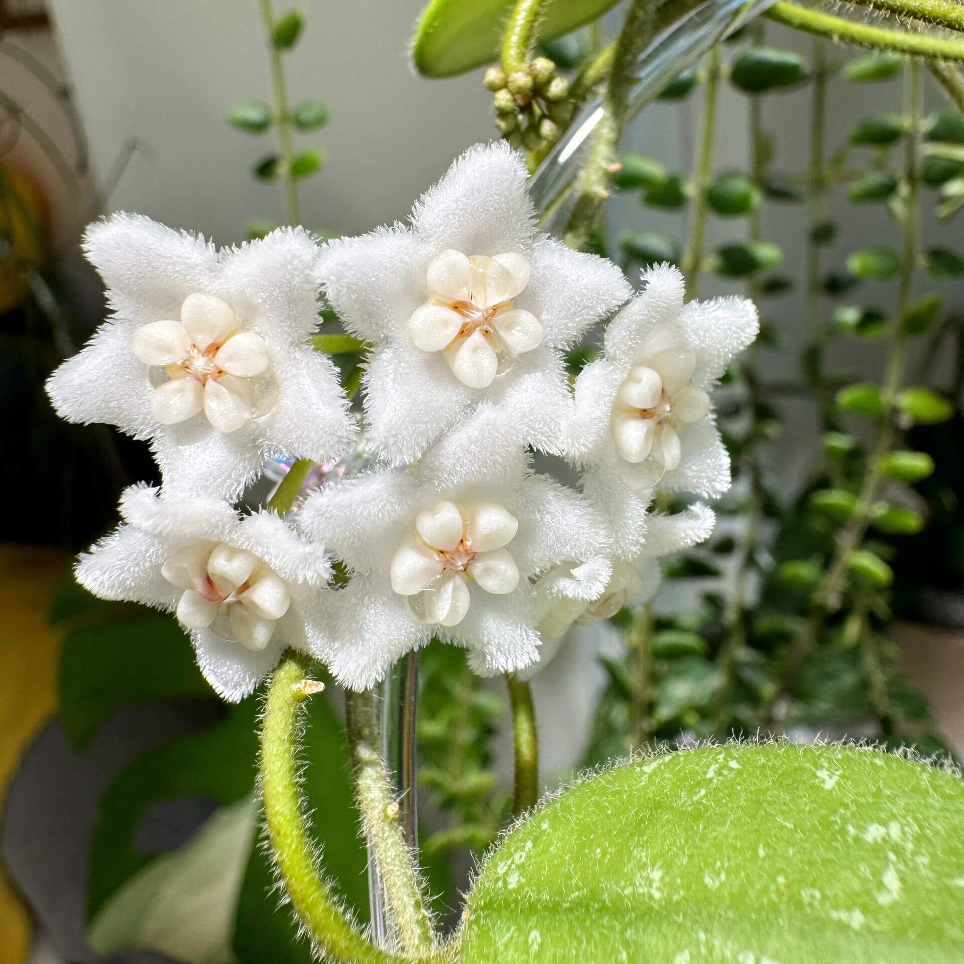 Hoya Edamame is a rare, small-leaf trailing Hoya species distinguished by its green, oblong leaves with an attractive leaf surface splash, covered in a fine velvety texture resembling young edamame beans — which is how it gets its informal name.
