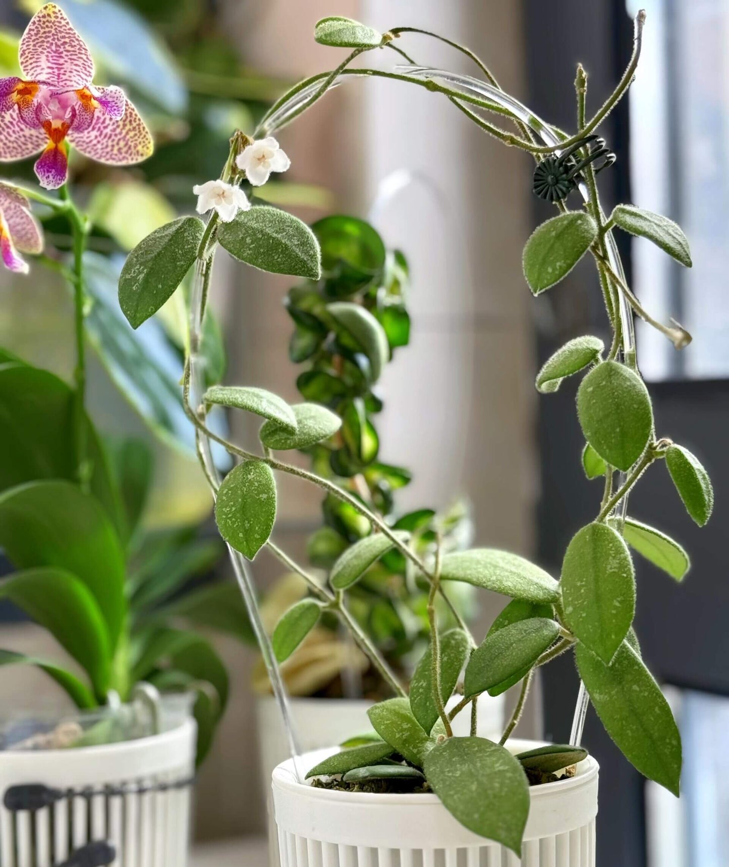 Hoya Edamame is a rare, small-leaf trailing Hoya species distinguished by its green, oblong leaves with an attractive leaf surface splash, covered in a fine velvety texture resembling young edamame beans — which is how it gets its informal name.