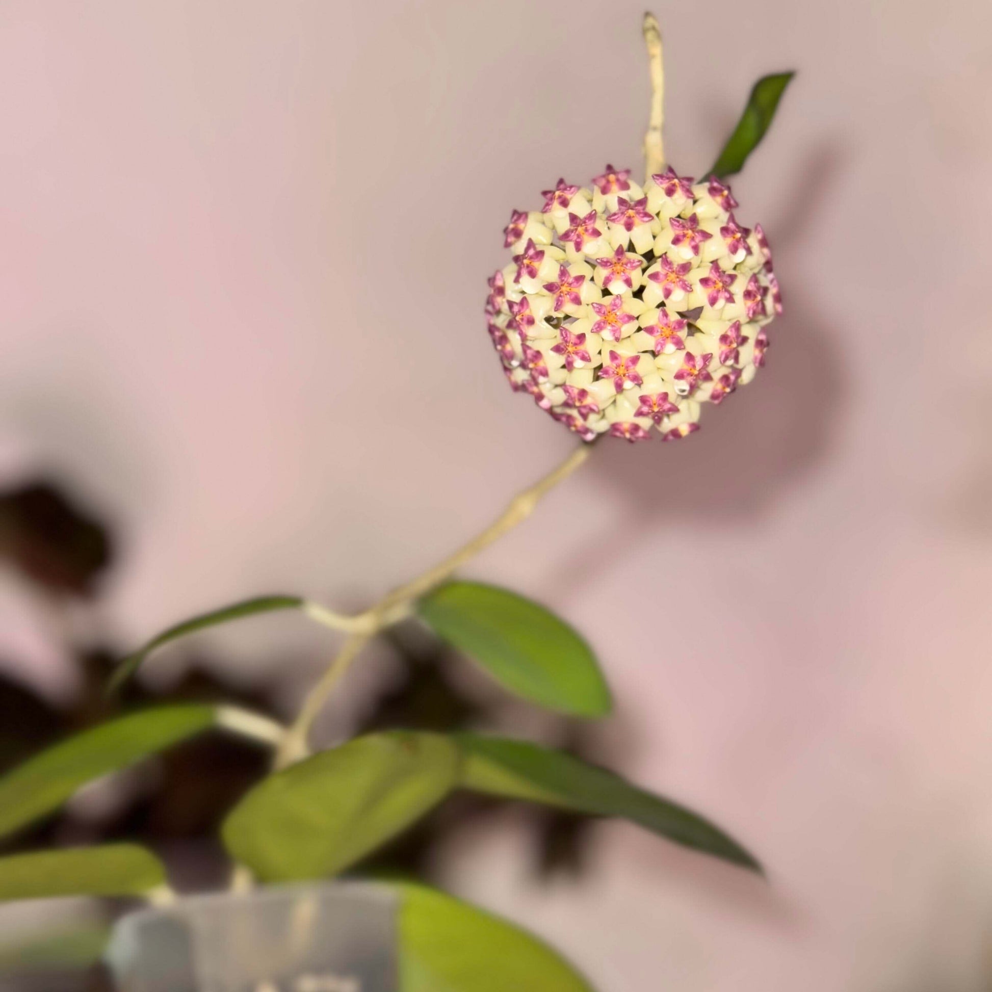 Hoya Icensis AKA Hoya Patcharawalai is an unusual and highly-desirable Hoya cultivar featuring succulent, broadly oval to ovate leaves with a thick texture and a distinctive dark-colored margin around the leaf edge. The plant grows as a trailing or twining vine, making it well-suited for hanging baskets or elevated displays. Its flowers emerge in clusters of star-shaped blooms with white corollas and bright pink to purple coronas, and are often described as having a licorice-like scent.