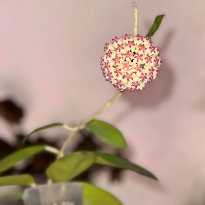 Hoya Icensis AKA Hoya Patcharawalai is an unusual and highly-desirable Hoya cultivar featuring succulent, broadly oval to ovate leaves with a thick texture and a distinctive dark-colored margin around the leaf edge. The plant grows as a trailing or twining vine, making it well-suited for hanging baskets or elevated displays. Its flowers emerge in clusters of star-shaped blooms with white corollas and bright pink to purple coronas, and are often described as having a licorice-like scent.
