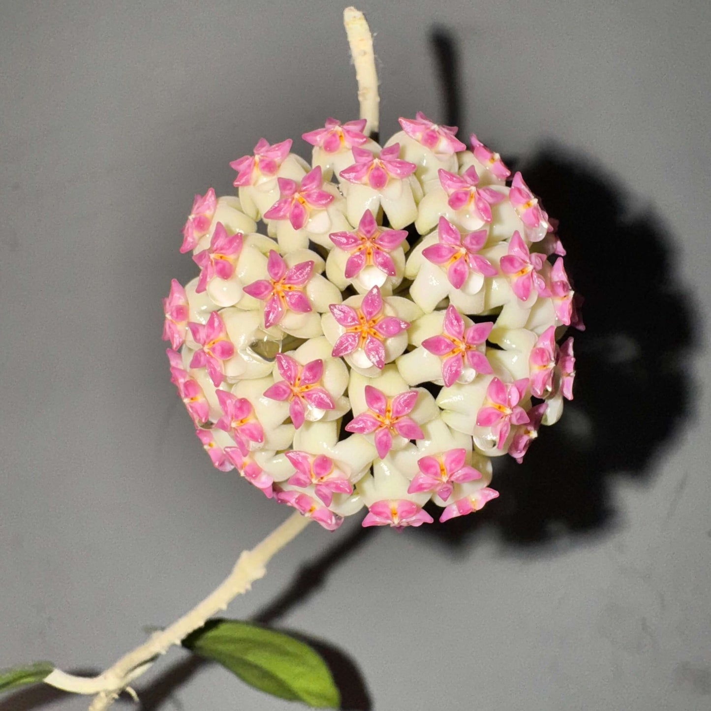 Hoya Icensis AKA Hoya Patcharawalai is an unusual and highly-desirable Hoya cultivar featuring succulent, broadly oval to ovate leaves with a thick texture and a distinctive dark-colored margin around the leaf edge. The plant grows as a trailing or twining vine, making it well-suited for hanging baskets or elevated displays. Its flowers emerge in clusters of star-shaped blooms with white corollas and bright pink to purple coronas, and are often described as having a licorice-like scent.