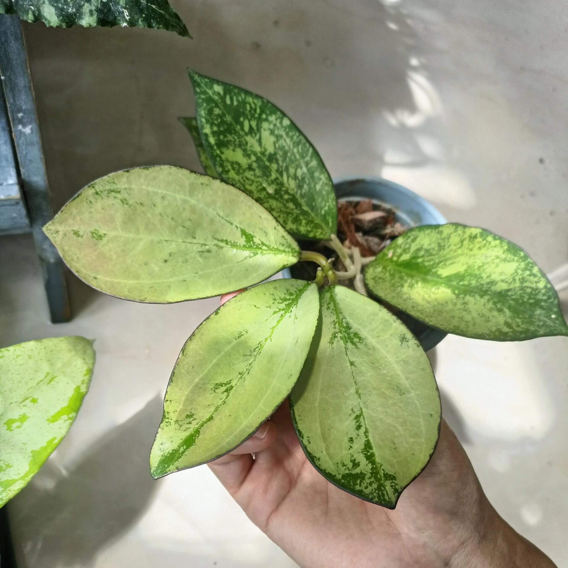 ホヤ　Hoya Icensis splash サクララン　小苗⑤ Hoya Icensis Splash AKA Hoya Patcharawalai Splash for Sale – Begin