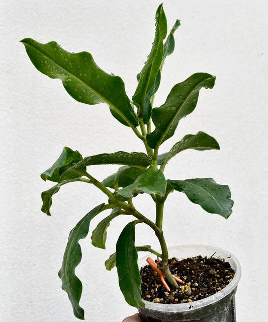 Hoya Imperialis Palawan is a pink-flowered form of Hoya imperialis native to Palawan, an island in the Philippines. It has very large, thick green leaves with a striking midvein, and as a natural climber or twiner, it benefits from having support to grow on. Its pink blooms are showy and often fragrant, making this form especially appealing to collectors.