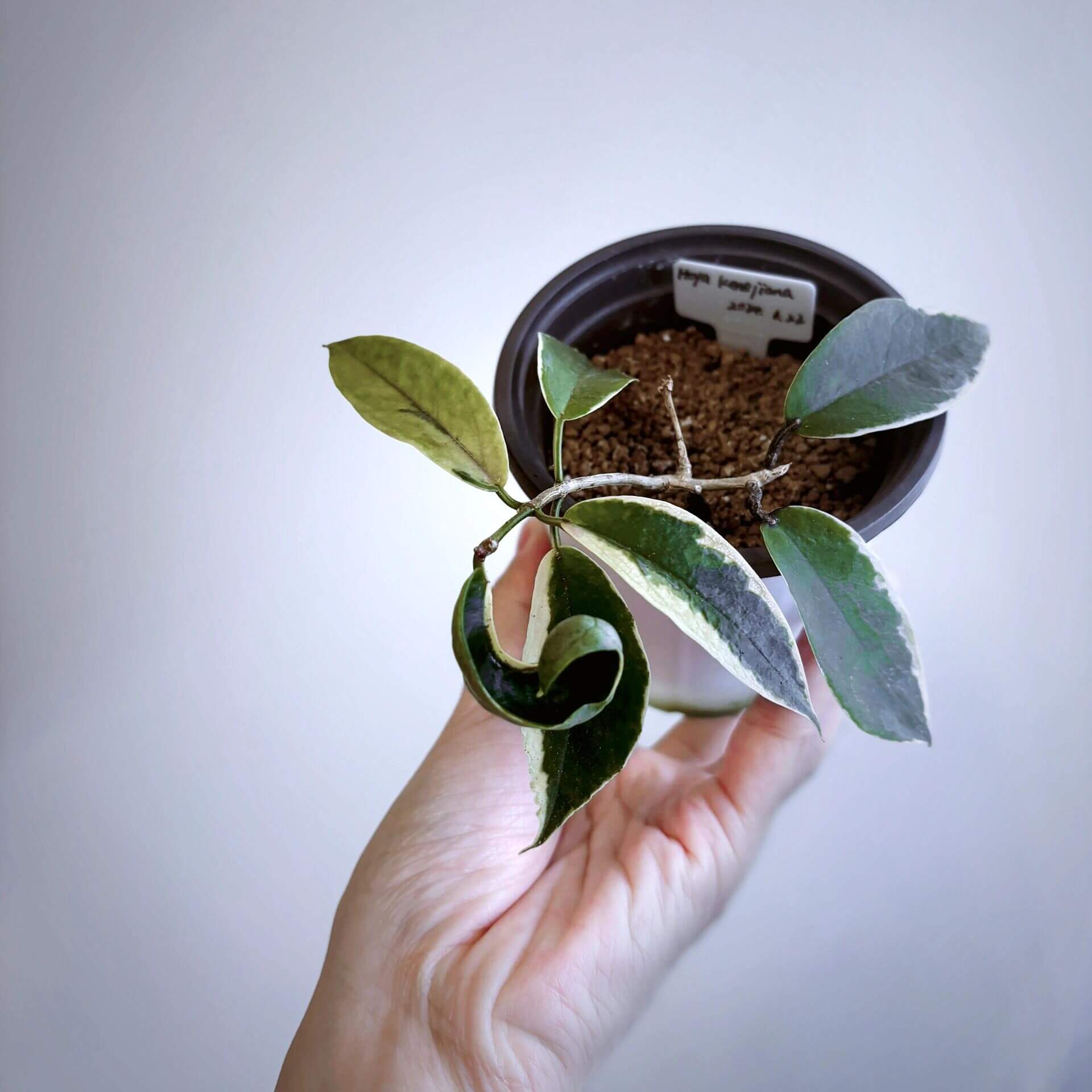 Hoya Kenejiana Outer Variegated Albomarginata is a rare outer-variegated Hoya with unique, often slightly distorted oval leaves. The leaves have a green center with striking white or yellow margins, giving the plant a beautiful ornamental appearance.