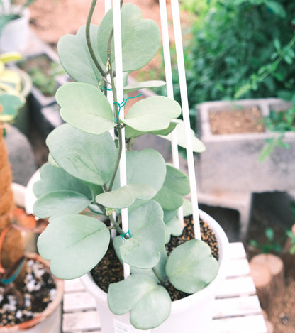 Hoya kerrii ‘Silver’ is a rare and highly sought-after form of the Heart-Leaf Hoya, characterized by its thick, heart-shaped leaves covered entirely in a silvery-grey sheen rather than the usual green. The matte, metallic tone gives it a unique, almost ghostly appearance, making it distinct from the “Splash” types that only show scattered silver flecks.