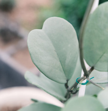 Hoya kerrii ‘Silver’ is a rare and highly sought-after form of the Heart-Leaf Hoya, characterized by its thick, heart-shaped leaves covered entirely in a silvery-grey sheen rather than the usual green. The matte, metallic tone gives it a unique, almost ghostly appearance, making it distinct from the “Splash” types that only show scattered silver flecks.