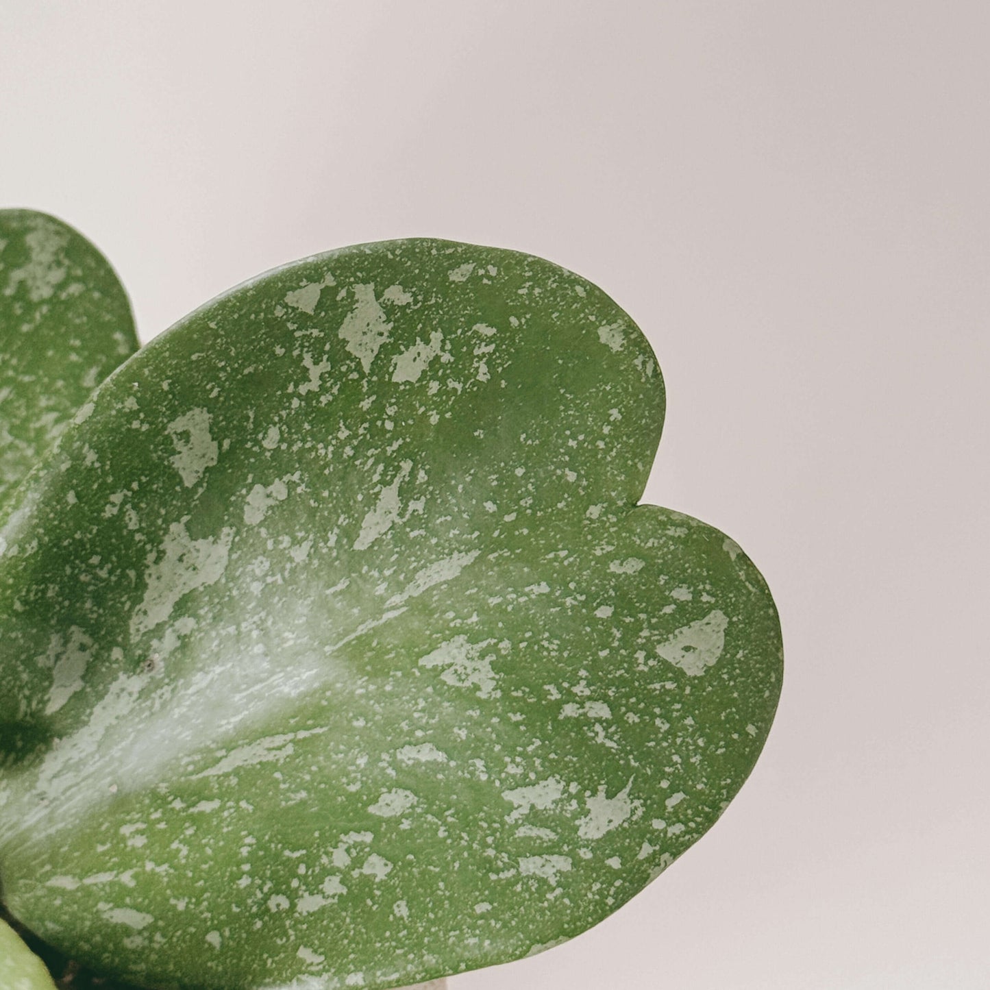 Hoya Kerrii 'Splash' is a stunning cultivar of the heart-shaped Hoya, featuring thick, glossy leaves adorned with silver or white speckles that create a beautiful “paint-splashed” appearance.