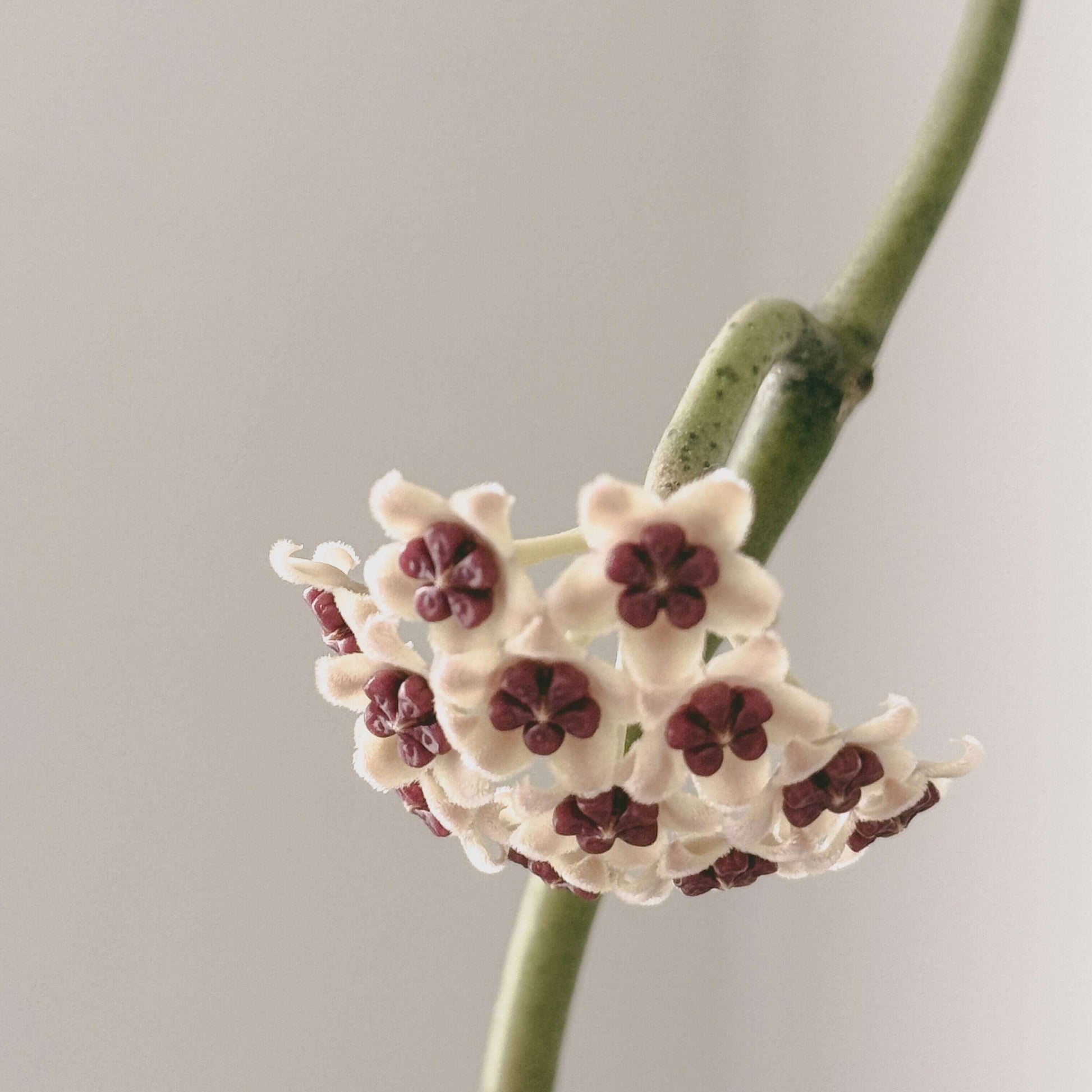 Hoya Kerrii 'Splash' is a stunning cultivar of the heart-shaped Hoya, featuring thick, glossy leaves adorned with silver or white speckles that create a beautiful “paint-splashed” appearance.