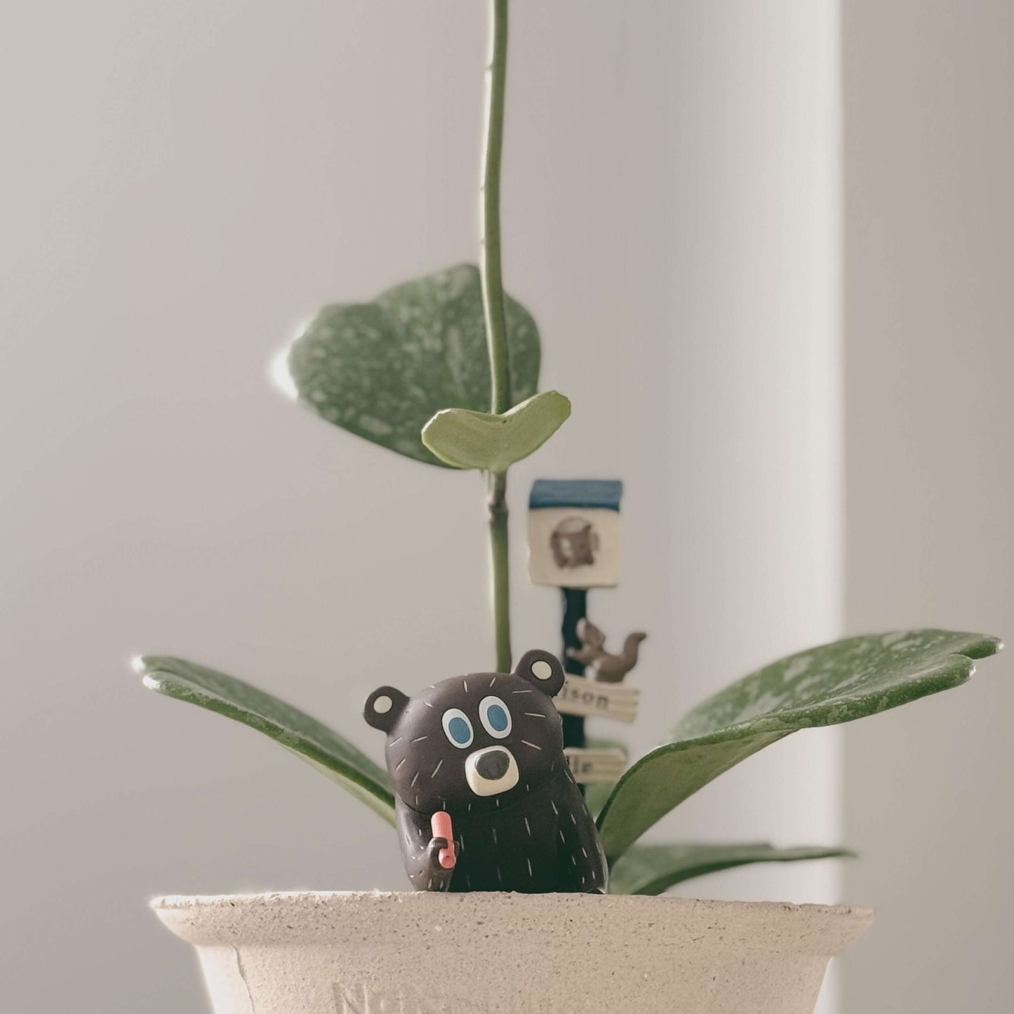 Hoya Kerrii 'Splash' is a stunning cultivar of the heart-shaped Hoya, featuring thick, glossy leaves adorned with silver or white speckles that create a beautiful “paint-splashed” appearance.