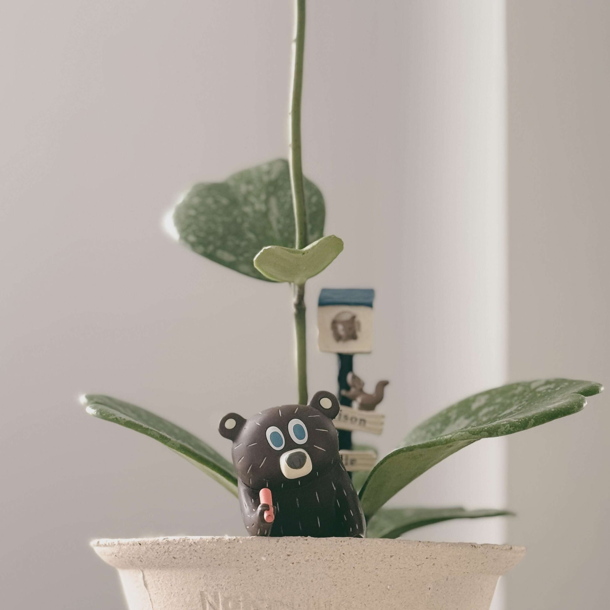 Hoya Kerrii 'Splash' is a stunning cultivar of the heart-shaped Hoya, featuring thick, glossy leaves adorned with silver or white speckles that create a beautiful “paint-splashed” appearance.