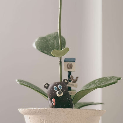Hoya Kerrii 'Splash' is a stunning cultivar of the heart-shaped Hoya, featuring thick, glossy leaves adorned with silver or white speckles that create a beautiful “paint-splashed” appearance.