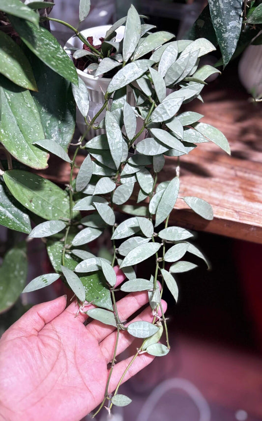 Hoya Lacunosa Silver is a species in the family Apocynaceae, subfamily Asclepiadoideae. This form is characterized by its elongated leaves with a striking full-silver appearance, making it a highly ornamental and collectible variant of Hoya lacunosa.