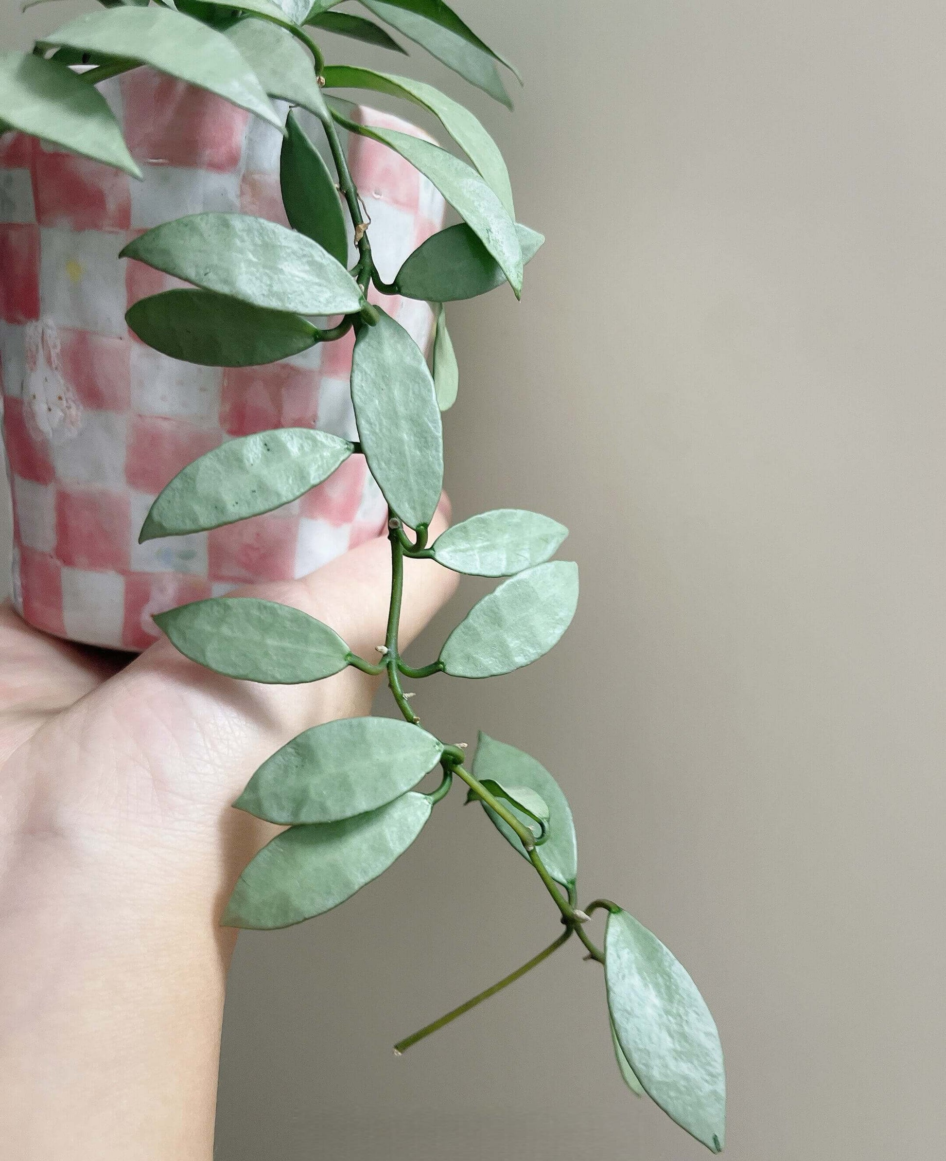 Hoya Lacunosa Silver is a species in the family Apocynaceae, subfamily Asclepiadoideae. This form is characterized by its elongated leaves with a striking full-silver appearance, making it a highly ornamental and collectible variant of Hoya lacunosa.