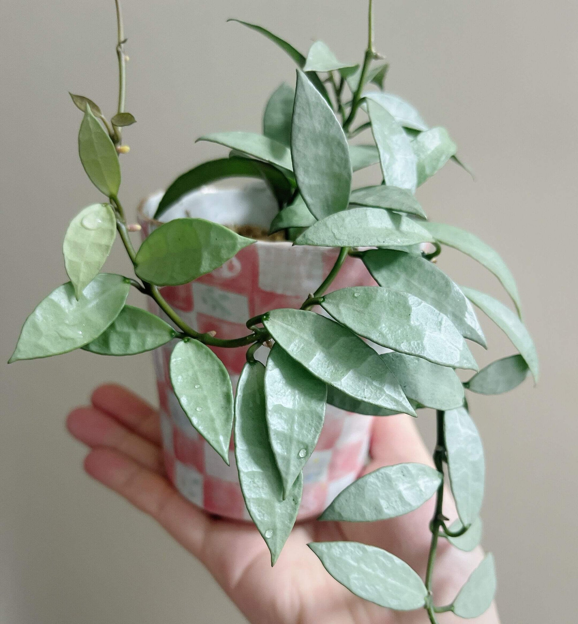 Hoya Lacunosa Silver is a species in the family Apocynaceae, subfamily Asclepiadoideae. This form is characterized by its elongated leaves with a striking full-silver appearance, making it a highly ornamental and collectible variant of Hoya lacunosa.