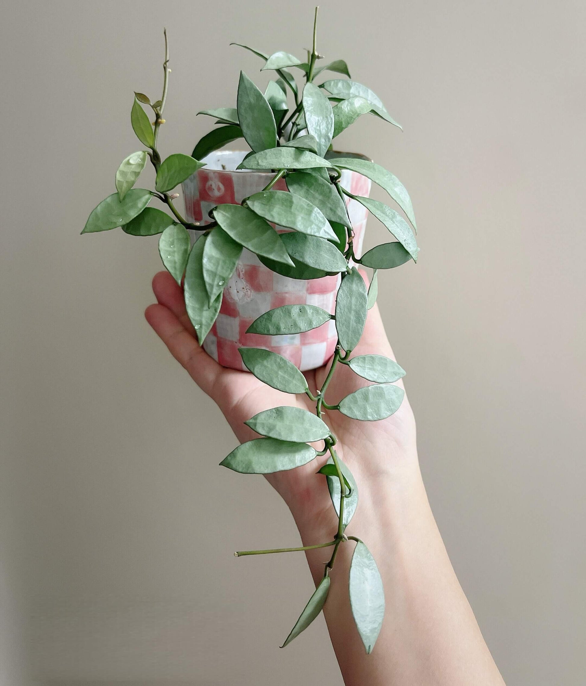 Hoya Lacunosa Silver is a species in the family Apocynaceae, subfamily Asclepiadoideae. This form is characterized by its elongated leaves with a striking full-silver appearance, making it a highly ornamental and collectible variant of Hoya lacunosa.