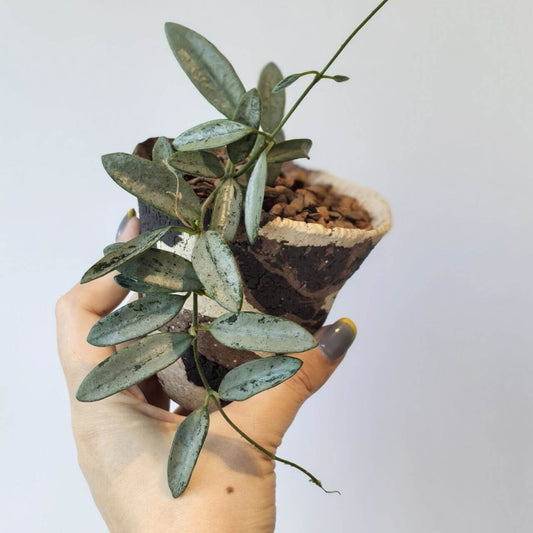 Hoya Lima Silver is a rare form of Hoya lima, notable for its elongated, narrow green leaves that are almost entirely covered in a shimmering silver overlay. This heavy silver wash gives the foliage a striking, metallic appearance, making it a highly collectible variety among Hoya enthusiasts.