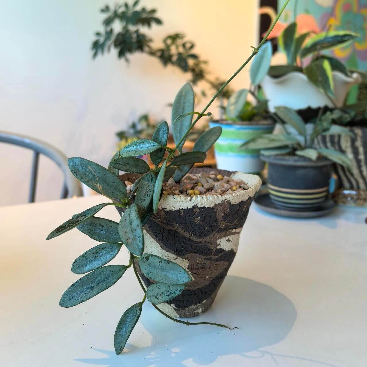 Hoya Lima Silver is a rare form of Hoya lima, notable for its elongated, narrow green leaves that are almost entirely covered in a shimmering silver overlay. This heavy silver wash gives the foliage a striking, metallic appearance, making it a highly collectible variety among Hoya enthusiasts.