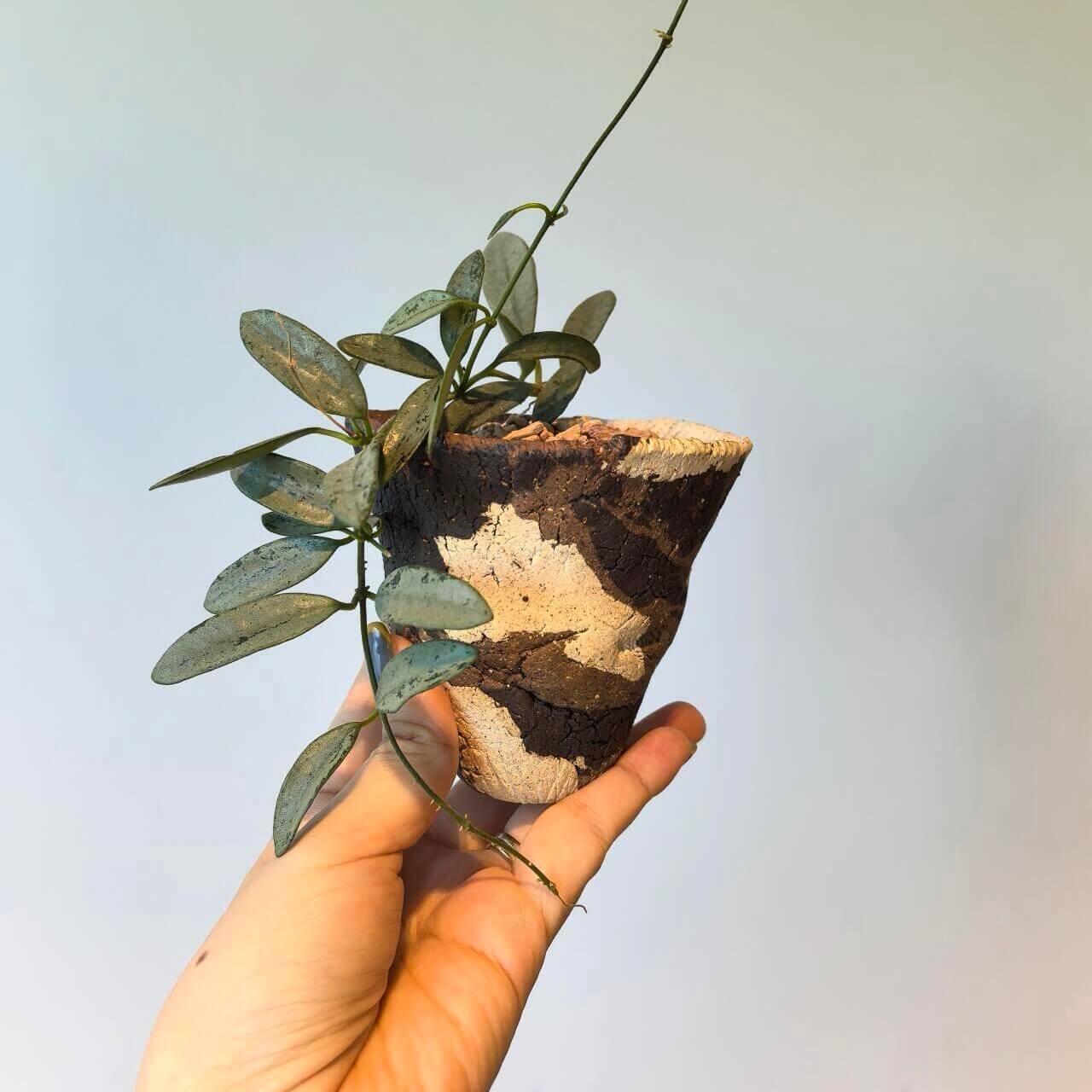 Hoya Lima Silver is a rare form of Hoya lima, notable for its elongated, narrow green leaves that are almost entirely covered in a shimmering silver overlay. This heavy silver wash gives the foliage a striking, metallic appearance, making it a highly collectible variety among Hoya enthusiasts.