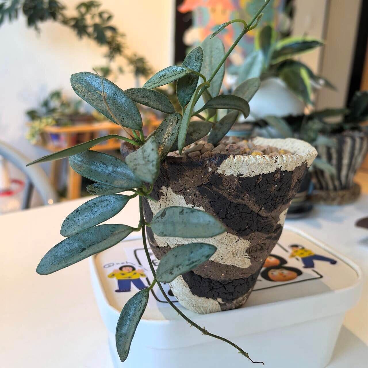 Hoya Lima Silver is a rare form of Hoya lima, notable for its elongated, narrow green leaves that are almost entirely covered in a shimmering silver overlay. This heavy silver wash gives the foliage a striking, metallic appearance, making it a highly collectible variety among Hoya enthusiasts.