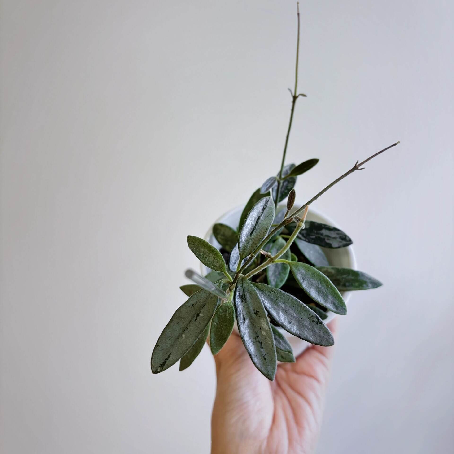 Hoya Lima Silver is a rare form of Hoya lima, notable for its elongated, narrow green leaves that are almost entirely covered in a shimmering silver overlay. This heavy silver wash gives the foliage a striking, metallic appearance, making it a highly collectible variety among Hoya enthusiasts.