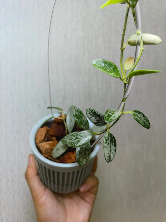 Hoya Lima Splash is a Hoya species native to Yunnan, China. It features small, ovate green leaves marked with silvery splash patterns, giving the foliage a unique ornamental look.