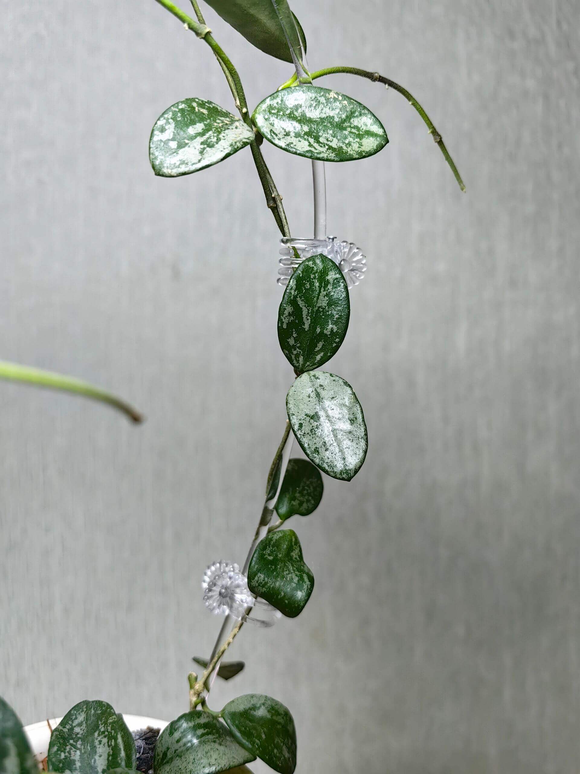 Hoya Lima Splash is a Hoya species native to Yunnan, China. It features small, ovate green leaves marked with silvery splash patterns, giving the foliage a unique ornamental look.
