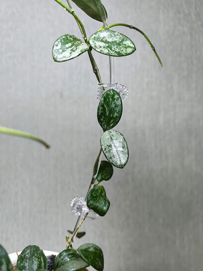 Hoya Lima Splash is a Hoya species native to Yunnan, China. It features small, ovate green leaves marked with silvery splash patterns, giving the foliage a unique ornamental look.