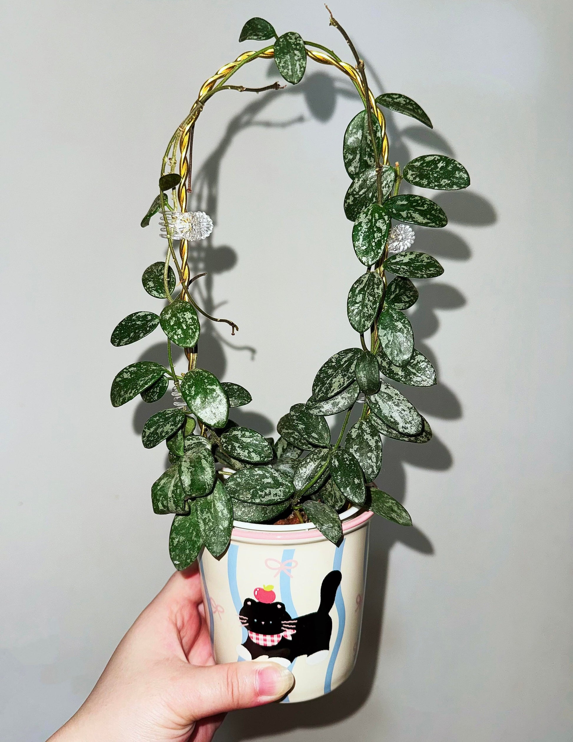 Hoya Lima Splash is a Hoya species native to Yunnan, China. It features small, ovate green leaves marked with silvery splash patterns, giving the foliage a unique ornamental look.