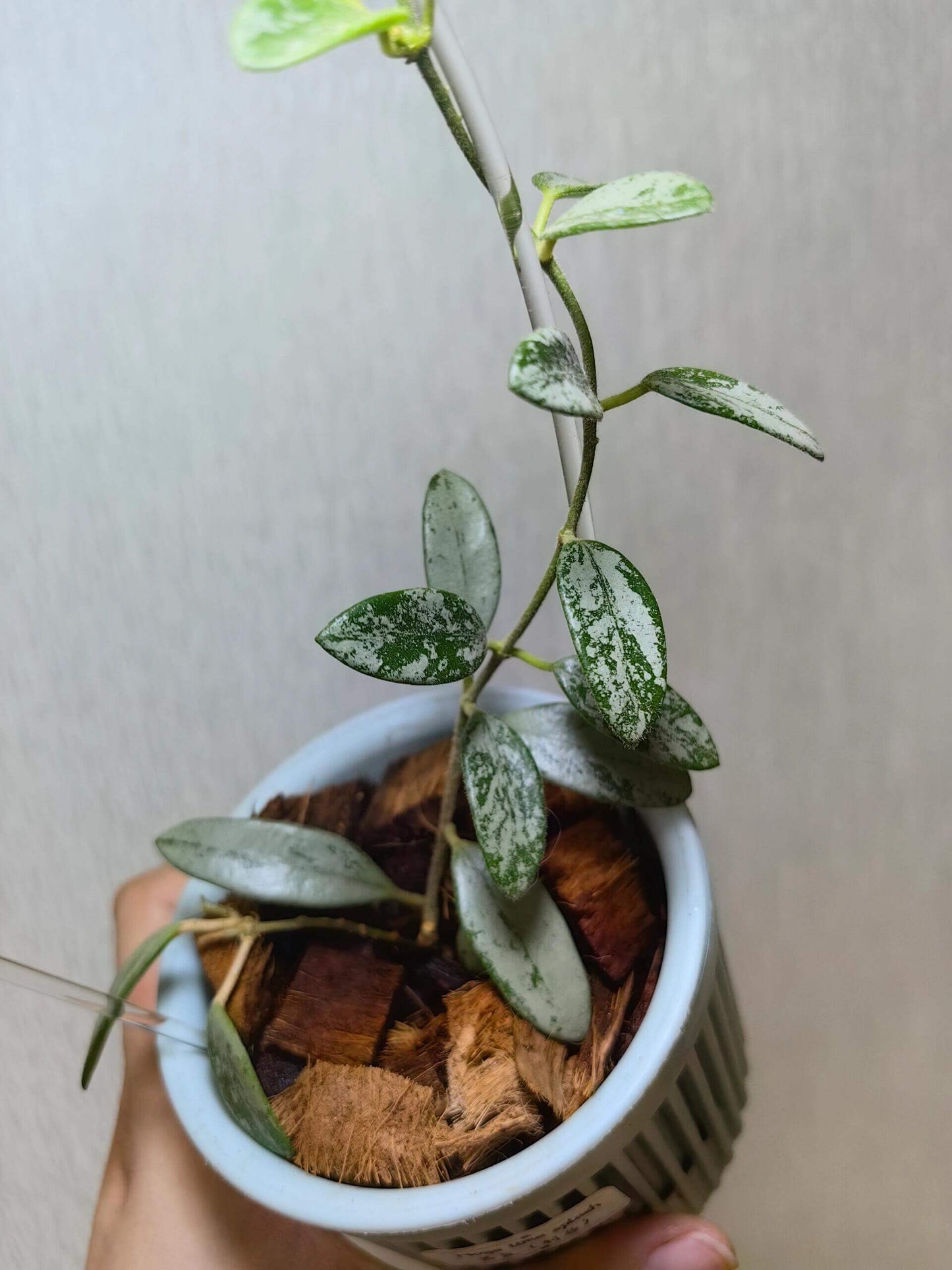 Hoya Lima Splash is a Hoya species native to Yunnan, China. It features small, ovate green leaves marked with silvery splash patterns, giving the foliage a unique ornamental look.